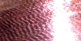 Metallic Light Rose - G36 - 800m/880yards